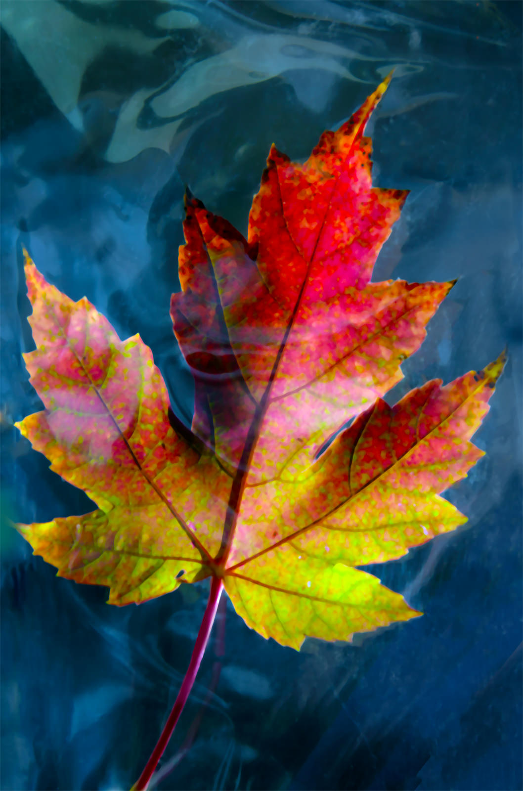 Red Maple Leaf (Fall)