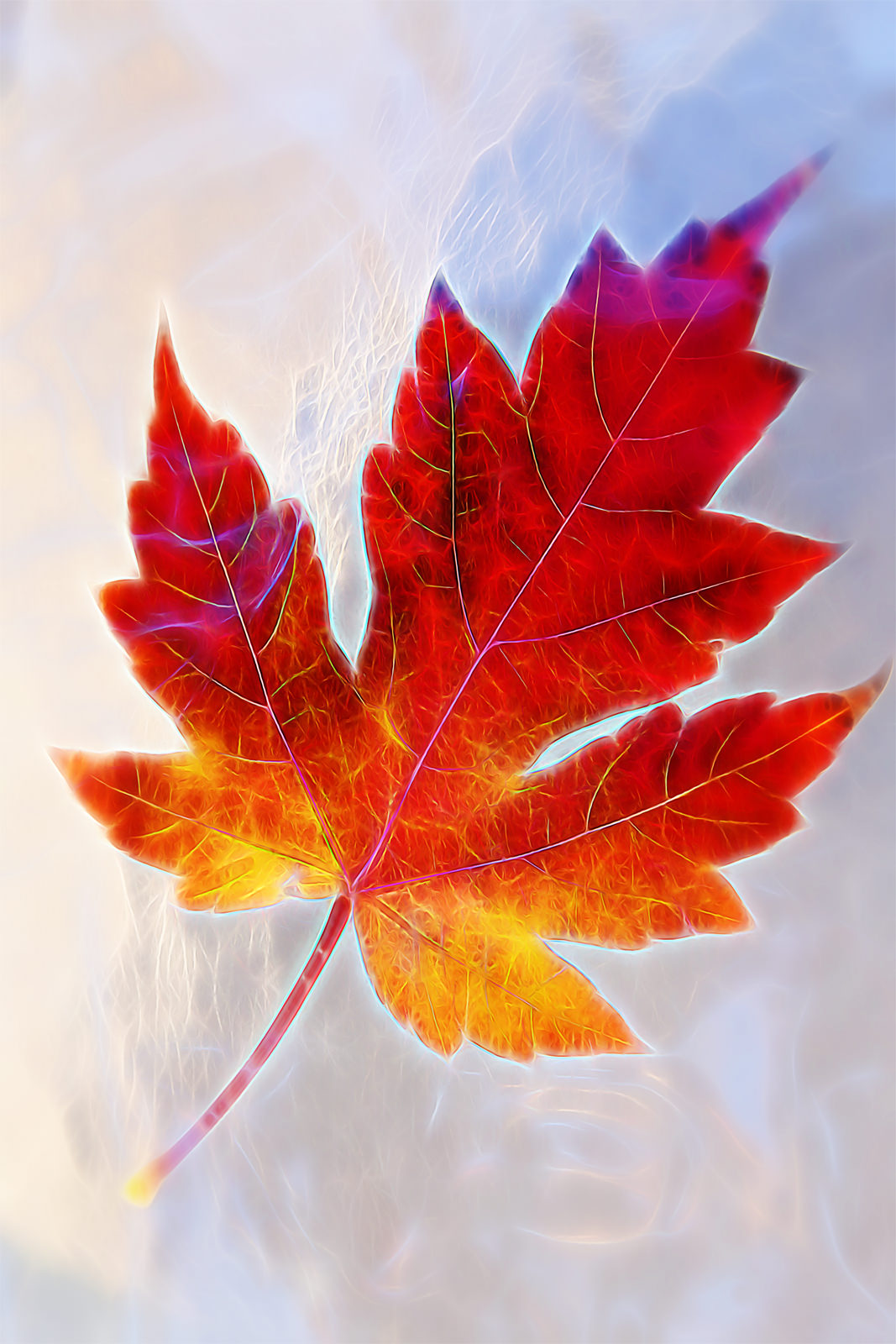 Red Maple Leaf on Ice