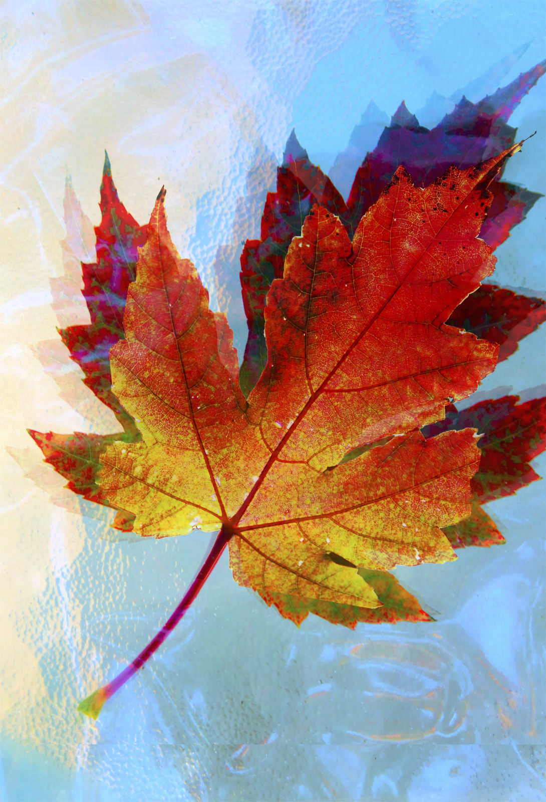 Red Maple Leaf (Winter) 