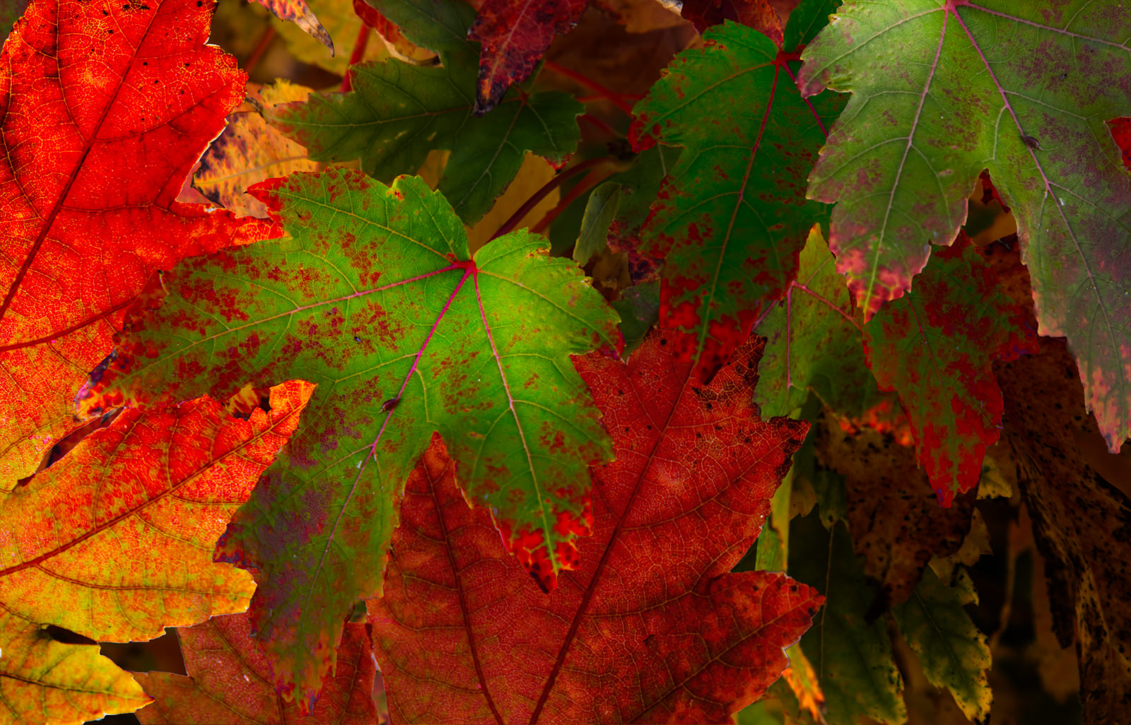 Fall Leaves at Prescott Valley