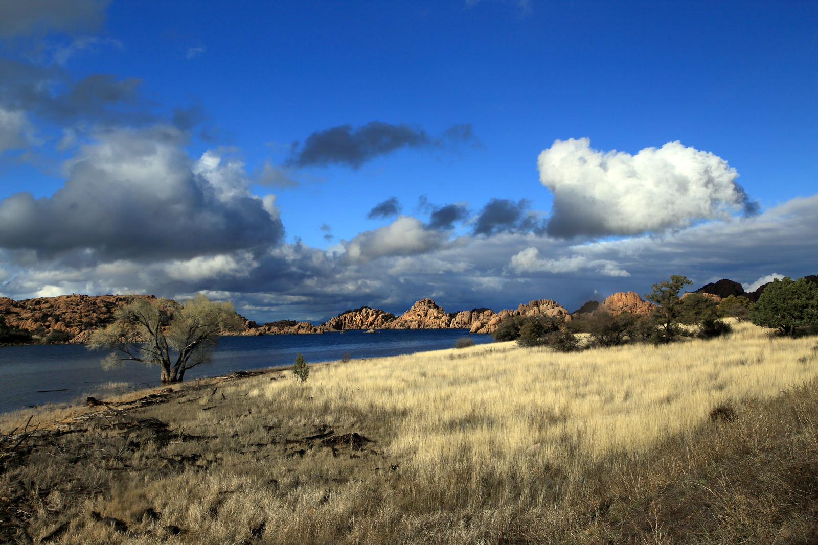 Dessrt Grasses at Watson Lake