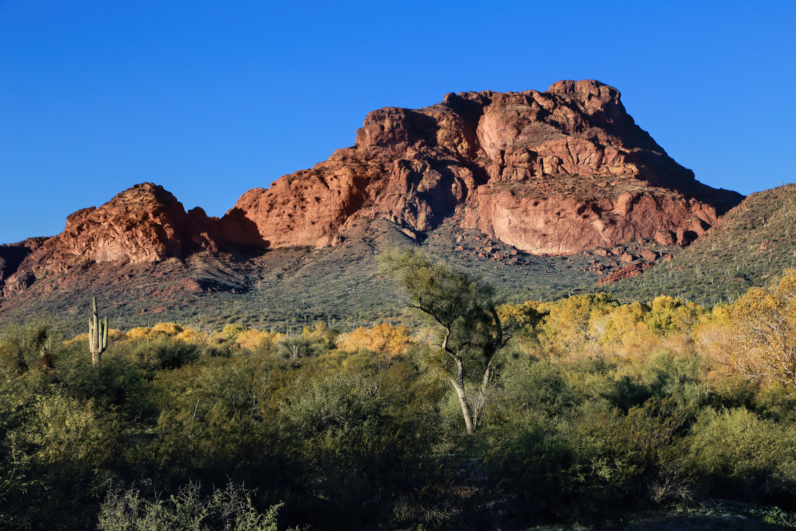 Palo Verde Tree at Red Mountain<