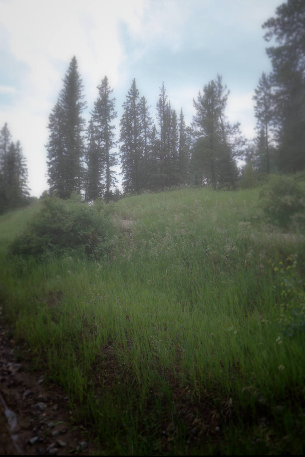 Mountain Side